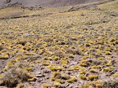 14 Yellow Bushes In The Relinchos Valley Between Casa de Piedra And Plaza Argentina Base Camp